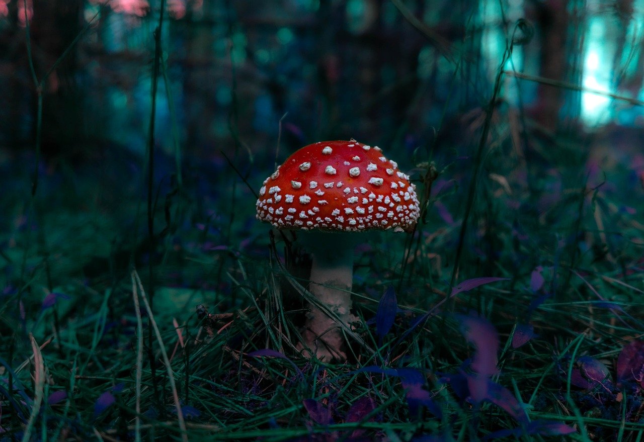 Shimla in Himachal Pradesh